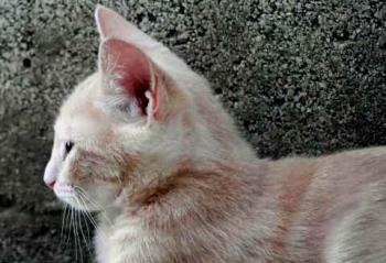 Bild von Thai