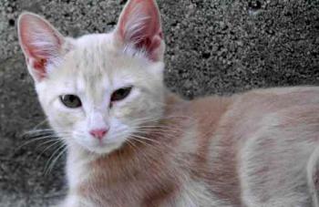 Bild von Thai