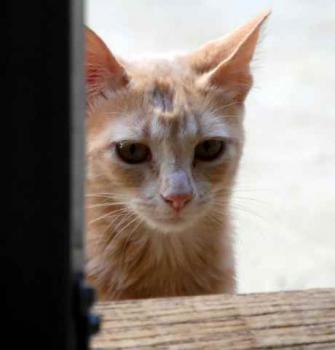 Bild von Thai