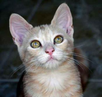 Bild von Thai