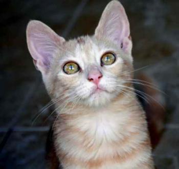 Bild von Thai