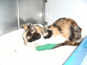 Salome Bild von Salome