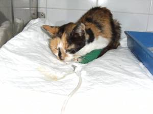 Salome Bild von Salome