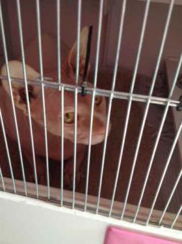 Anubis Bild von Anubis