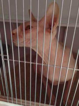 Anubis Bild von Anubis