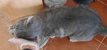 Cuco Bild von Cuco