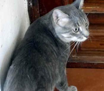 Cuco Bild von Cuco