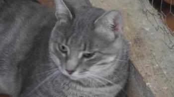 Cuco Bild von Cuco