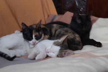 Chicca Bild von Kika