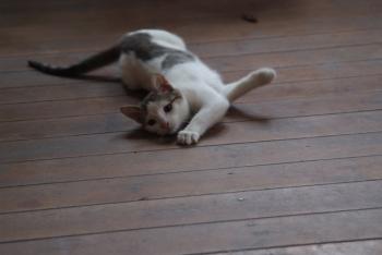 Chicca Bild von Kika