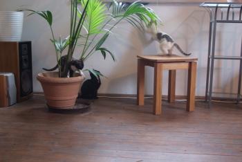 Chicca Bild von Kika