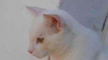 Bild von Poppy