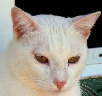 Bild von Poppy