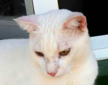 Bild von Poppy