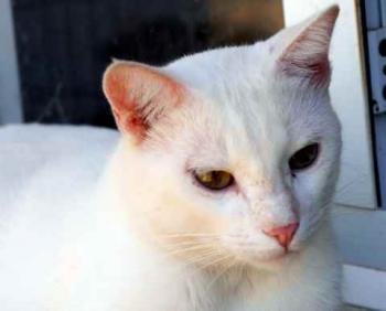 Bild von Poppy