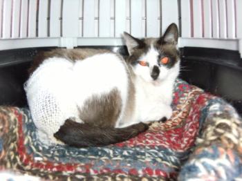 Palmira Bild von Palmira