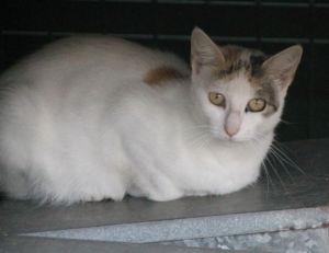 Bild von Lutessa