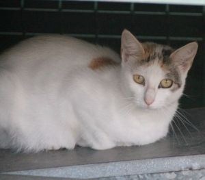 Bild von Lutessa