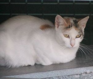 Bild von Lutessa