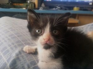 Ezio Bild von Ezio