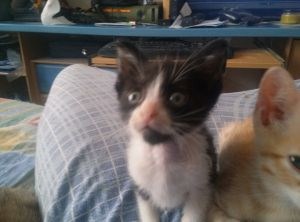 Ezio Bild von Ezio