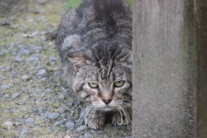 Boris Bild von Boris