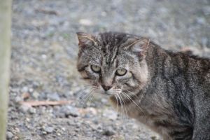 Boris Bild von Boris