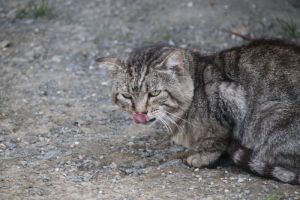 Boris Bild von Boris
