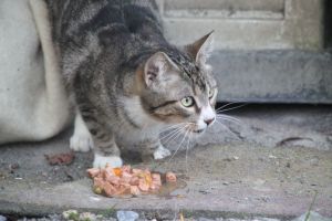 Bild von Corina