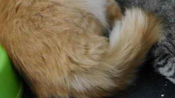 Nanuk Bild von Nanuk
