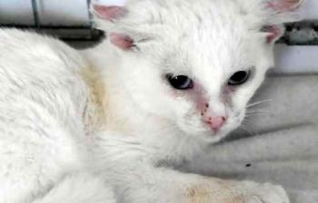 Balu Bild von Balu