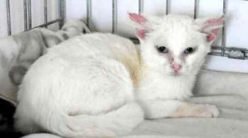 Balu Bild von Balu