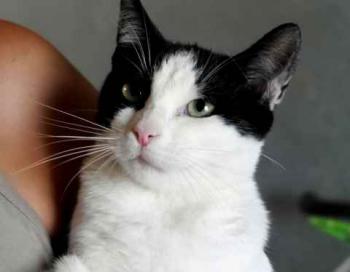 Amieto Bild von Amieto