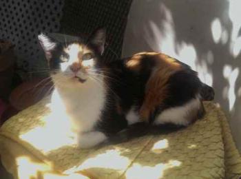 Piu Bild von Piu
