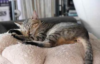 Liese Bild von Liese