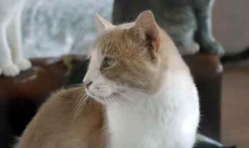 Canelito Bild von Canelito