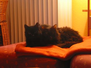 Mavi Bild von Samantha