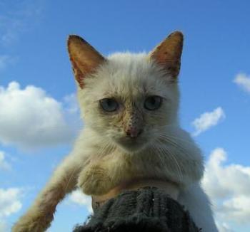 Bild von Gino