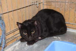 Bambu Bild von Bambu