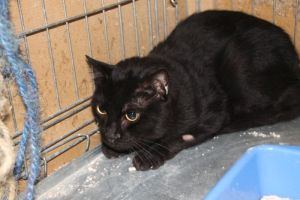 Bambu Bild von Bambu