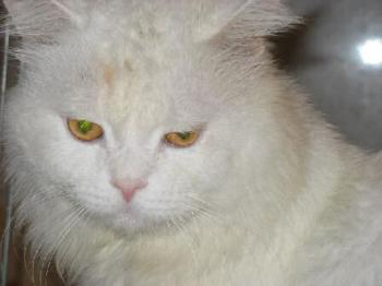 Lucky Bild von Lucky