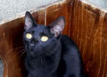 Abebi Bild von Abebi