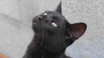 Chaka Bild von Chaka