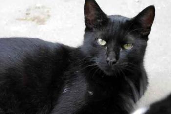 Chaka Bild von Chaka