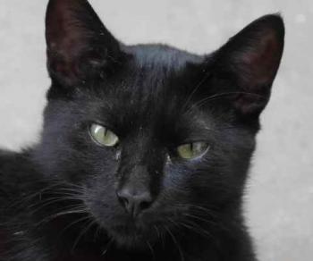 Chaka Bild von Chaka