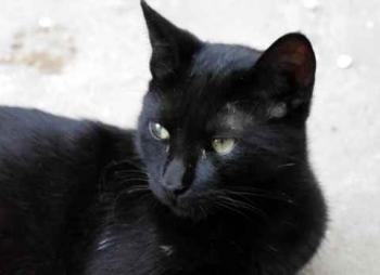 Chaka Bild von Chaka