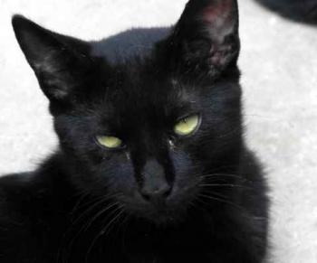 Chaka Bild von Chaka