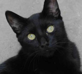 Chaka Bild von Chaka