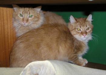 Tim und Tom Bild von Patatin