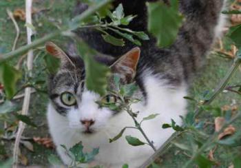 Peque Bild von Peque